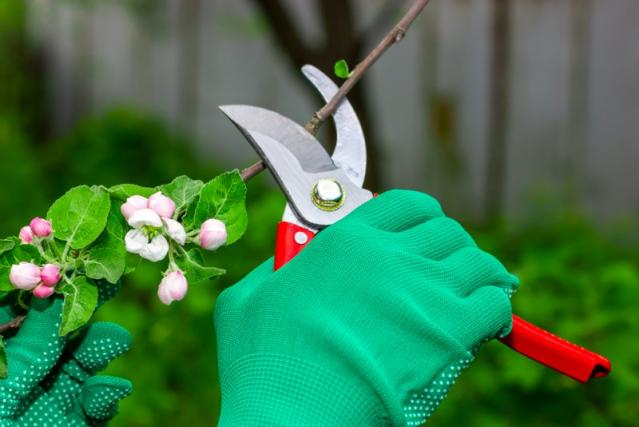 taille de vos arbres fruitiers